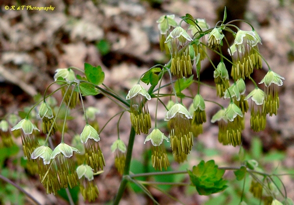 {Thalictrum dioicum}